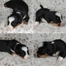 American Corgi Puppies from Cold Creek Family Farm LLC