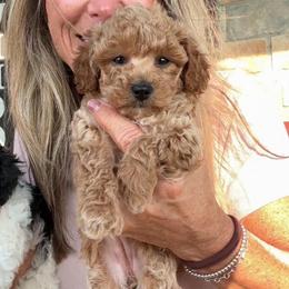 Flo - Apricot female Poodle puppy in Sperry, Oklahoma from PuppyLove Poodles