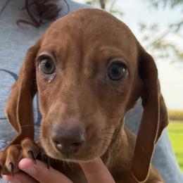 Tank - Dapple male Dachshund puppy in Hudson, Michigan from Mittentail Kennel Miniature Dachshunds & Australian Shepherds
