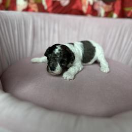 George - Tri-color male Cavapoo puppy in Thorndale, Texas from Hattie’s Texas Cavapoos