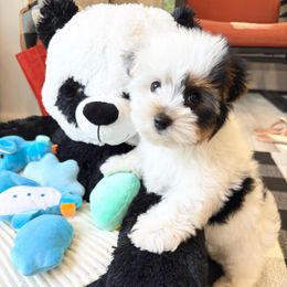 Casper - Black tan and white male Biewer Terrier puppy in North Chelmsford, Massachusetts from Coastal Yorkshire Terrier Yorkies & Biewer Terriers