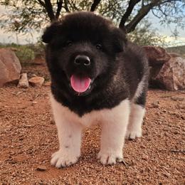 AKC Raiden - Black male Akita puppy in Tombstone, Arizona from WeVolution Off-Grid