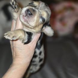 Crow - Black and cream male Dachshund puppy in Oklahoma City, Oklahoma from OkieDoxieland Dachshunds