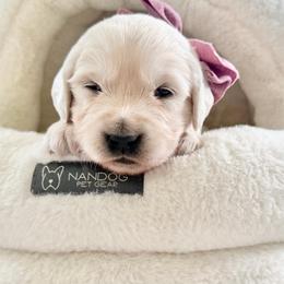 Purple - Light golden female Golden Retriever puppy in Deer Lodge, Tennessee from SelahGold
