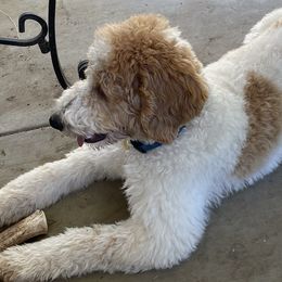 Goldendoodles from PDX PartiDoodles