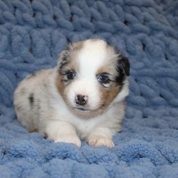 Australian Shepherd Puppies from Crofford’s Pretty Pups