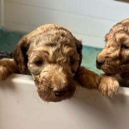 Teddy - Apricot male Poodle puppy in Sierra Vista, Arizona from KnightWatch K-9