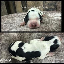 Tabasco - Tri-Roan male English Springer Spaniel puppy in Winchester, Kentucky from Hidden Springs Farm