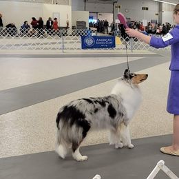 Ayla - Collie