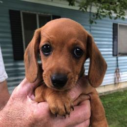 Dachshunds from My Little Dachshund Heaven