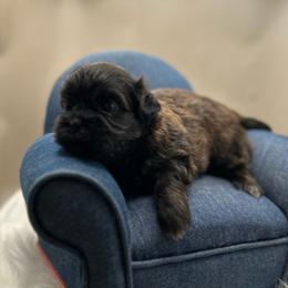Wilder - Brindle and white male Shih Tzu puppy in Statesboro, Georgia from Magnolia Small Breeds