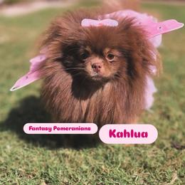 Kahlua - Pomeranian