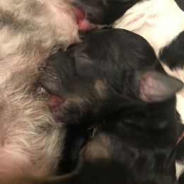 Poodle Puppies from Amazing Grace Standard Poodles