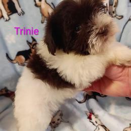 Trinie - Parti female Miniature Schnauzer puppy in Midland, Texas from Shebbies Puppy Palace