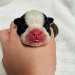 Steve - Seal and white male Boston Terrier puppy in Georgia from A-K Boston Terriers