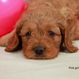 Pink Girl Cavadoodle - Red female Assorted Doodle Crosses puppy in Colonial Beach, Virginia from Bristol Mine Kennels