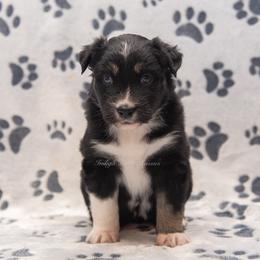Hazel - Black tri-color female Australian Shepherd puppy in Lacombe, Louisiana from Indigo River Aussies