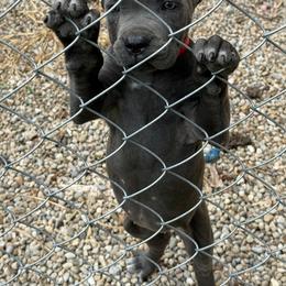 Cane Corso Puppies from A&B kennel