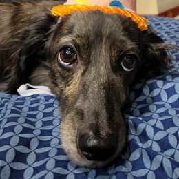 Dachshunds and Labradoodles from Ari's Labradoodles