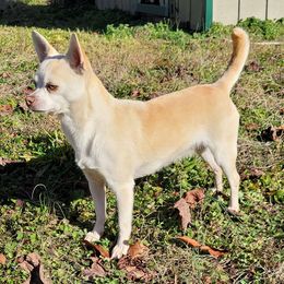 Becca - Chihuahua
