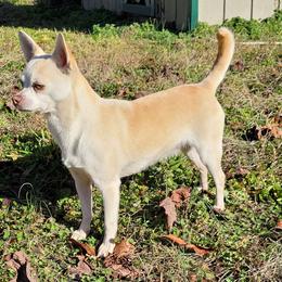 Becca - Chihuahua