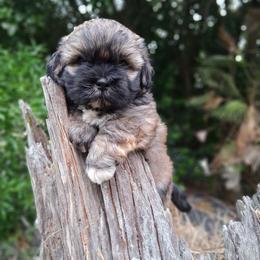 GIRL 3 FLORIDA AKC MULTI CHAMPION ANCESTRY - Red gold female Lhasa Apso puppy in Bell, Florida from Maryann & Kandis