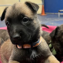 Daisy Collar - Yellow female Dutch Shepherd puppy in Sierra Vista, Arizona from KnightWatch K-9