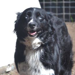 Koda - Australian Shepherd