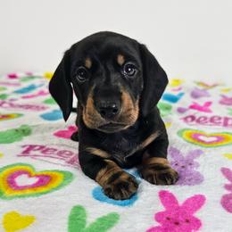 Black and tan male (Radar) - Black and tan male Dachshund puppy in Belle Rive, Illinois from Akin's Miniature Dachshunds, LLC