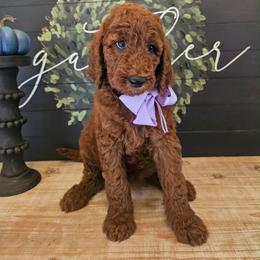Lilac female - Red  female Goldendoodle puppy in Haughton, Louisiana from Bailey’s Cajun Canines