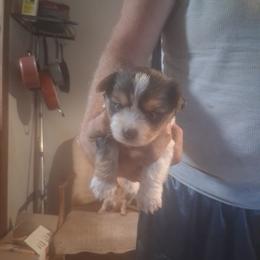 Jen - Parti female Yorkshire Terrier puppy in Jacksonville, Arkansas from Royal Yorkie Terrier