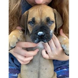 Indi - Maroon Collar - Red male Boerboel puppy in Navasota, Texas from Silverthorne Boerboels
