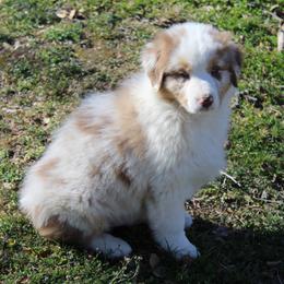 Otis - Red merle male Australian Shepherd puppy in Kansas, Oklahoma from Windy G Farm