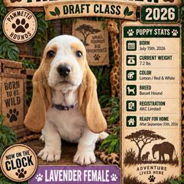 Lavender - Lemon and white female Basset Hound puppy in Columbia, South Carolina from Pawmetto Hounds