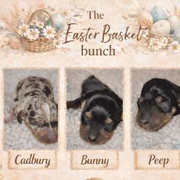 Dachshund puppies from The Dachshund Den