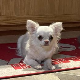 Claudia - Chihuahua