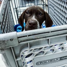 German Shorthaired Pointer and Greater Swiss Mountain Dog Puppies from Suma Kennels