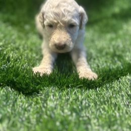 Lainey Wilson - White female Sheepadoodle puppy in Franklin, Texas from Cross Doodles