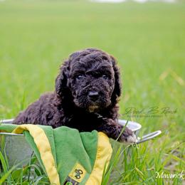 Aussiedoodle and Bordoodle Puppies from Dood B Ranch Doodles