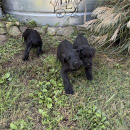 Girl 3 - Black female Giant Schnauzer puppy in Bois D’arc, Missouri from Down Low Kennels