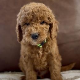 Lime green - Red  male Goldendoodle puppy in St George, Utah from Doodle Bears of Southern Utah
