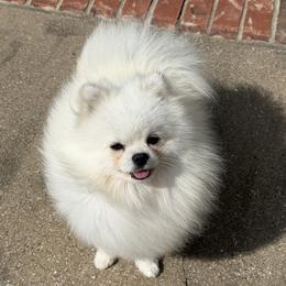 Chance - Pomeranian