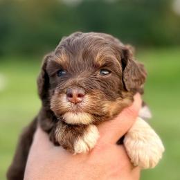 Hazel - Red tri-color female Aussiedoodle puppy in Eastman, Georgia from Dood B Ranch