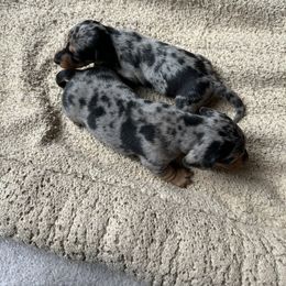 Dachshund and Poodle Puppies from Desjardin’s Poodles & Dachshunds