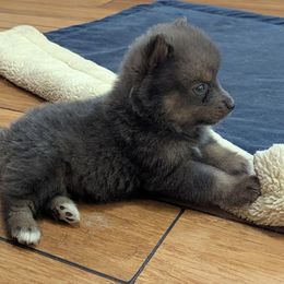 DxL B2 - Blue male Pomsky puppy in Charlotte, Michigan from Moore Pomskies