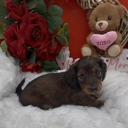 Mr. Shaded Red - Red male Dachshund puppy in Woodland, California from Long Little Doggies