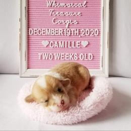 American Corgi and Pembroke Welsh Corgi Puppies from Whimsical Treasure Corgis