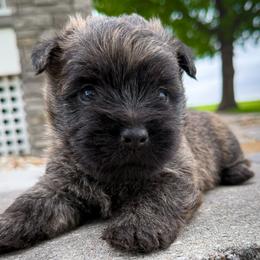 Otis - Black brindle male Cairn Terrier puppy in St. Joseph, Missouri from Stone & Thistle Cairn Terriers