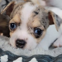 Kourtney - Chihuahua puppy from Katie's Krew