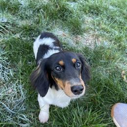 Chanel - Dachshund